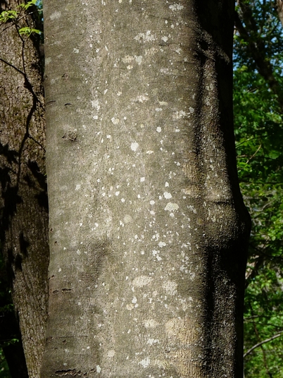 {Cladrastis kentukea}